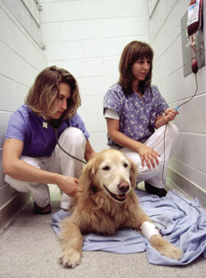 Your Veterinary Technician, Expert Help - Springfield Veterinary Hospital