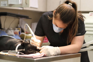 Veterinary Dentistry - Springfield, MO - Deerfield Veterinary Hospital